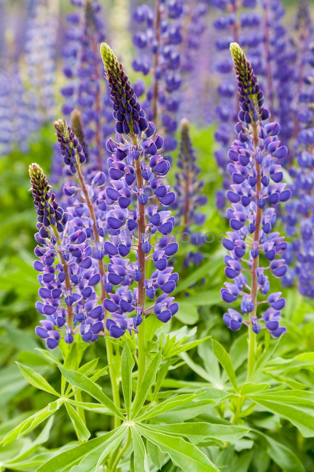 Violet flowers a lupine on a meadow