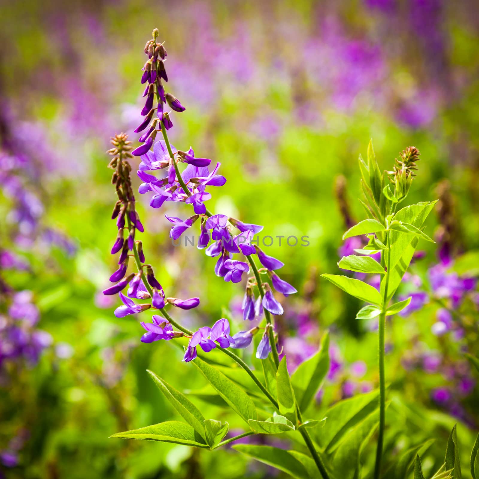 Violet flowers a bird vetch on a meadow