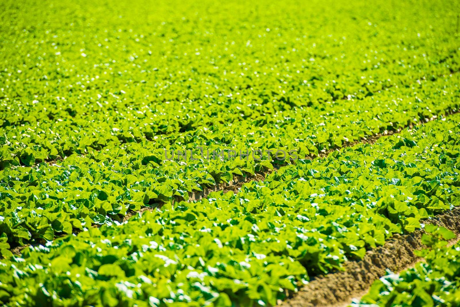 Organic Green Lettuce Field Closeup. California Agriculture. 