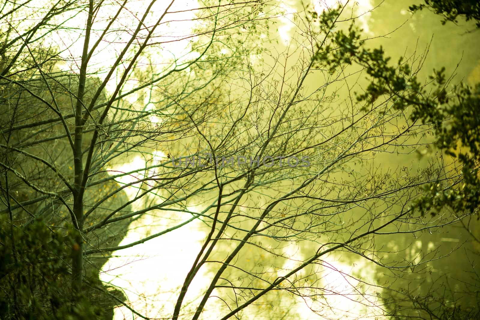 Green Nature Background. Conceptual Green Color Grading. Tree Branches.