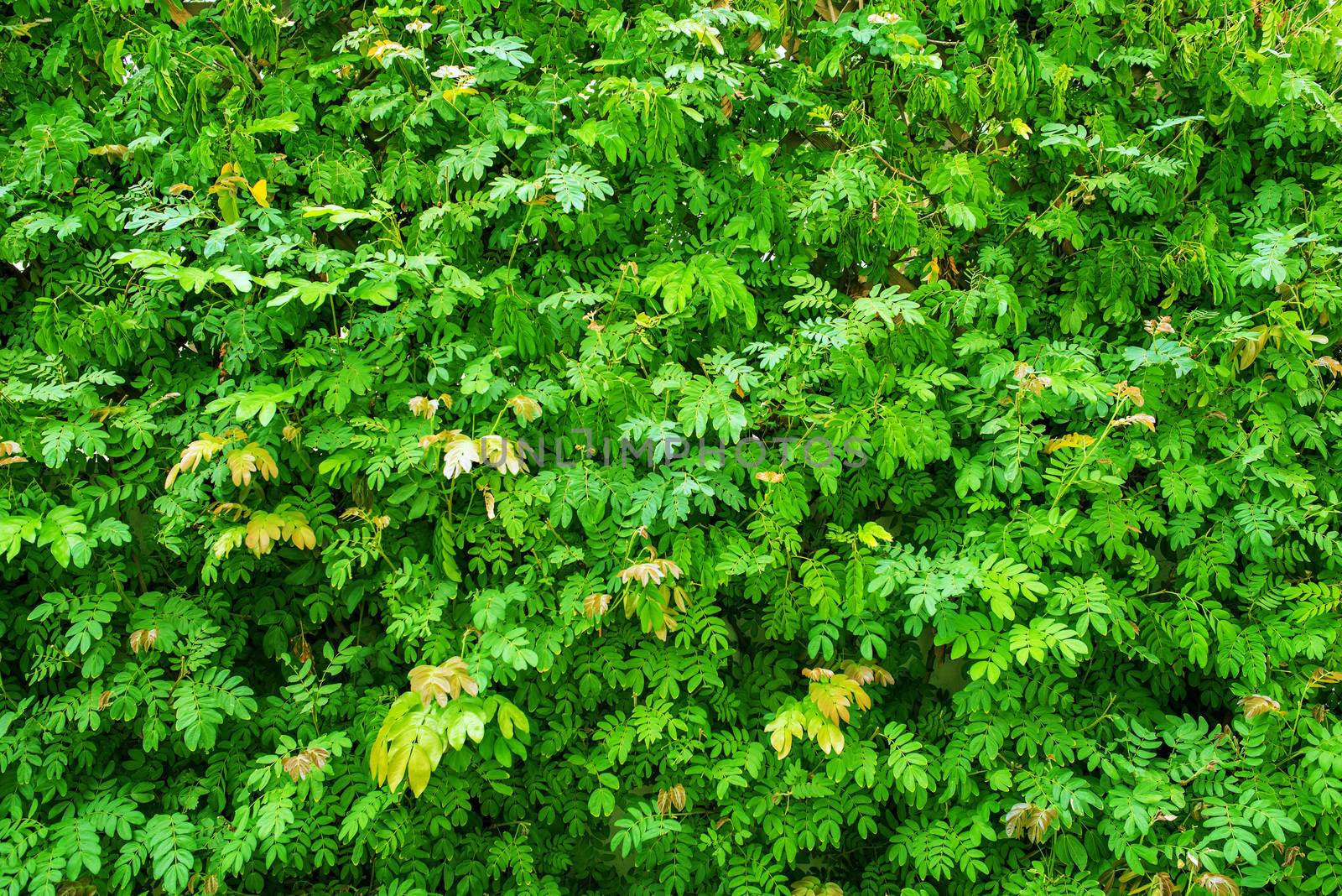 Green Plants Background. Nature Backdrop.