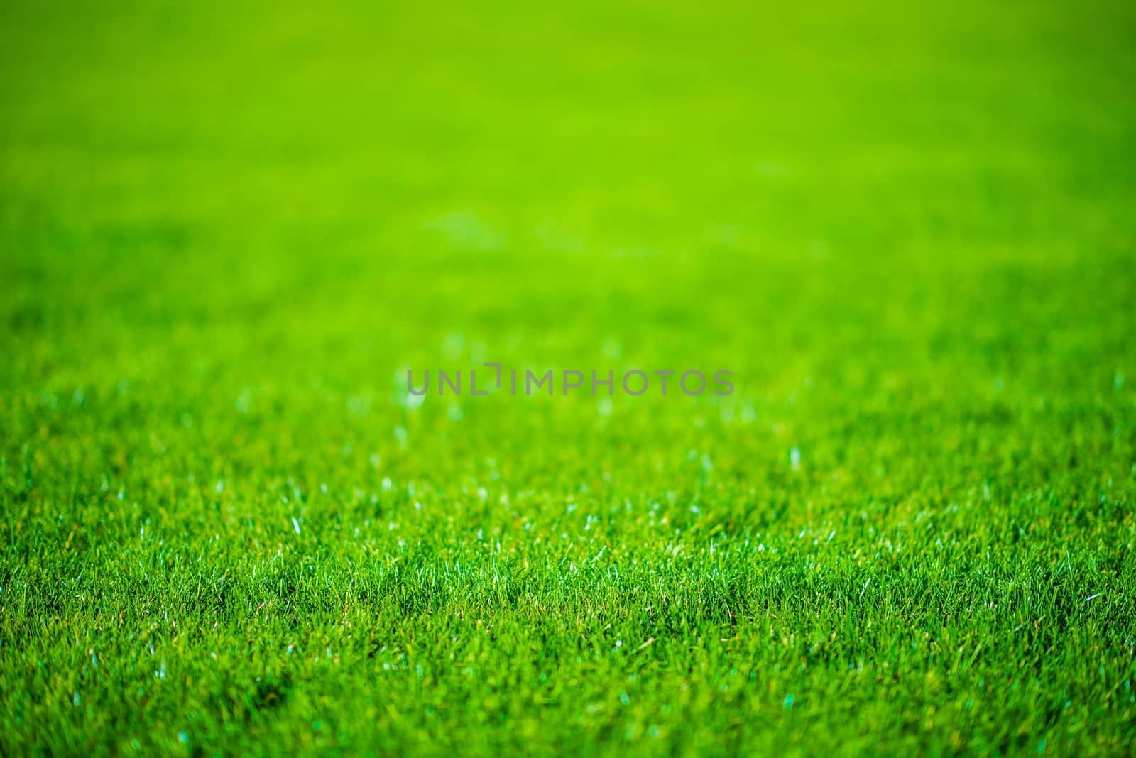 Grass Field Defocused Background Photo.