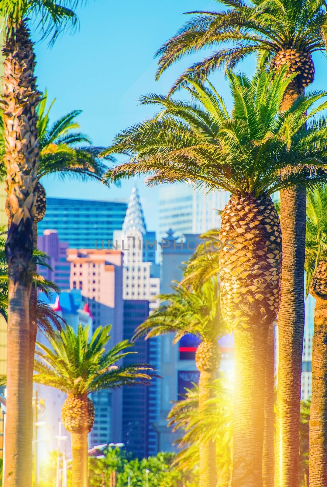 Las Vegas Strip Scenery. Vegas Palms and the Strip in Vertical Photography. 