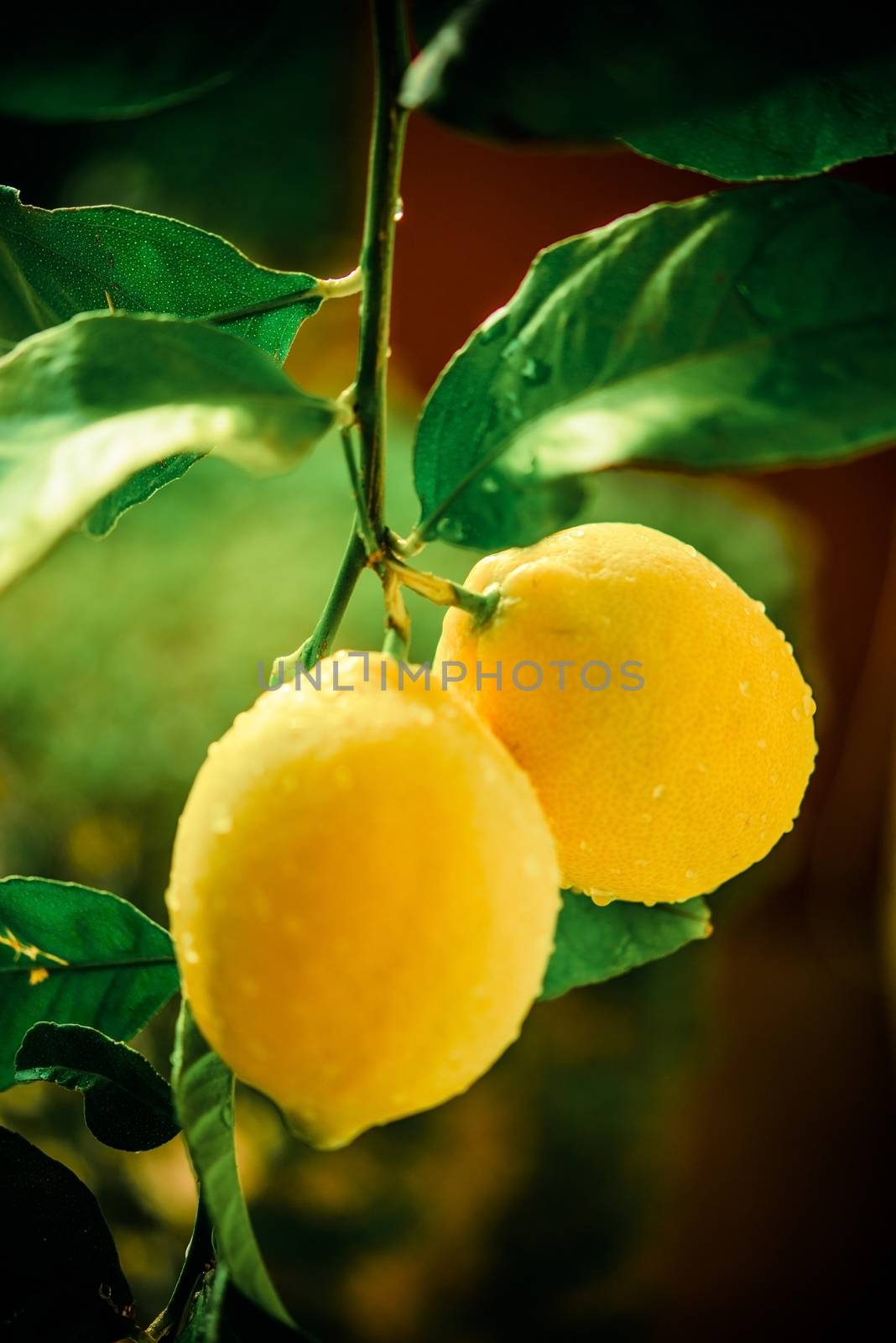 Lemon Tree Branch by welcomia