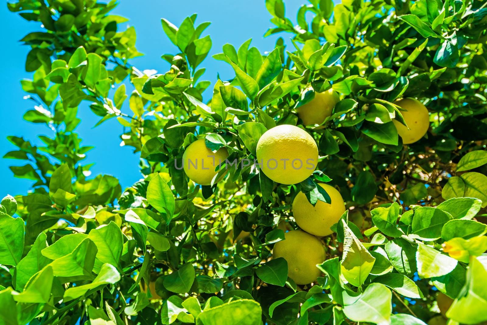 Lemon Tree Branch with Fruits Closeup Photo.