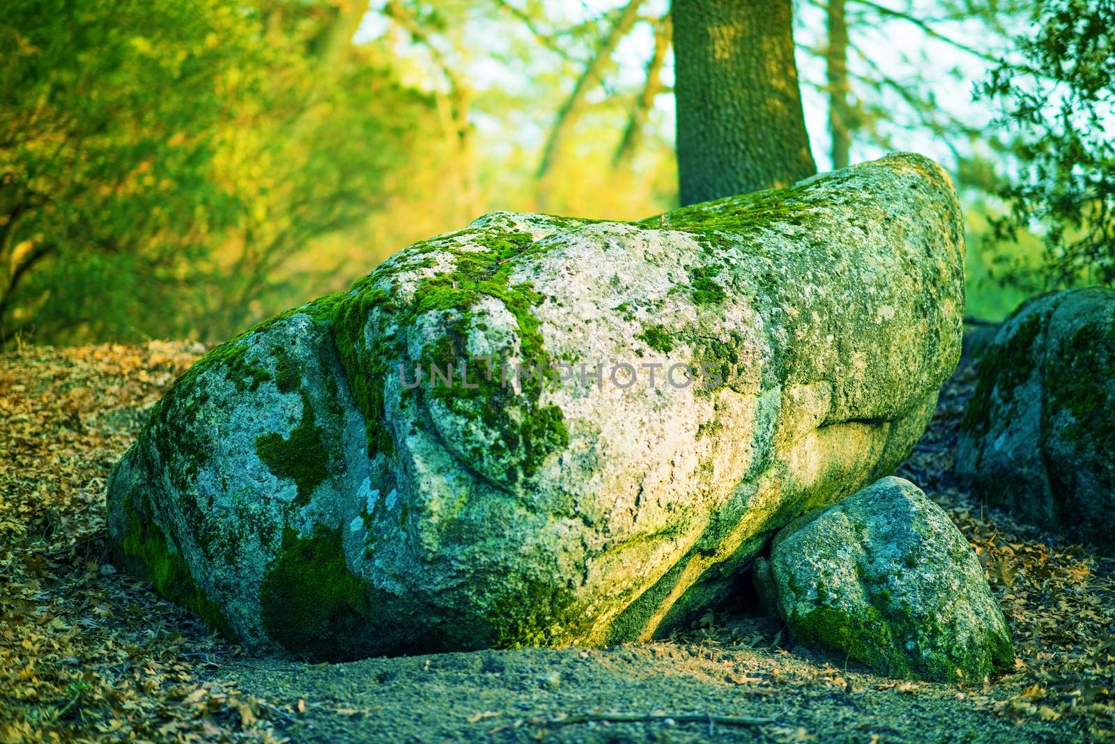 Magic Mossy Boulder in the Forest. Flora and Geology