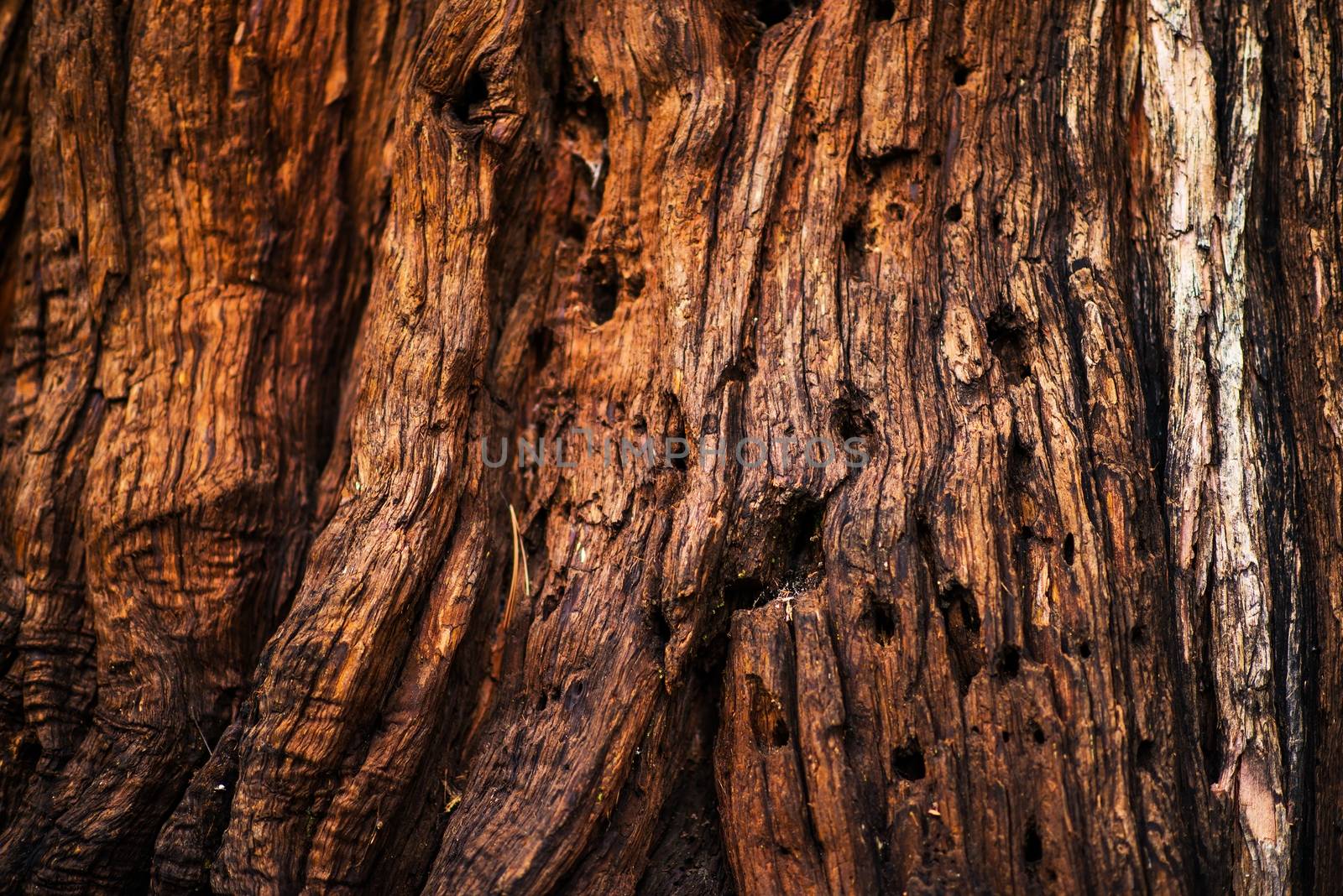 Old Tree Bark Closeup Photo Background. Bark Texture.