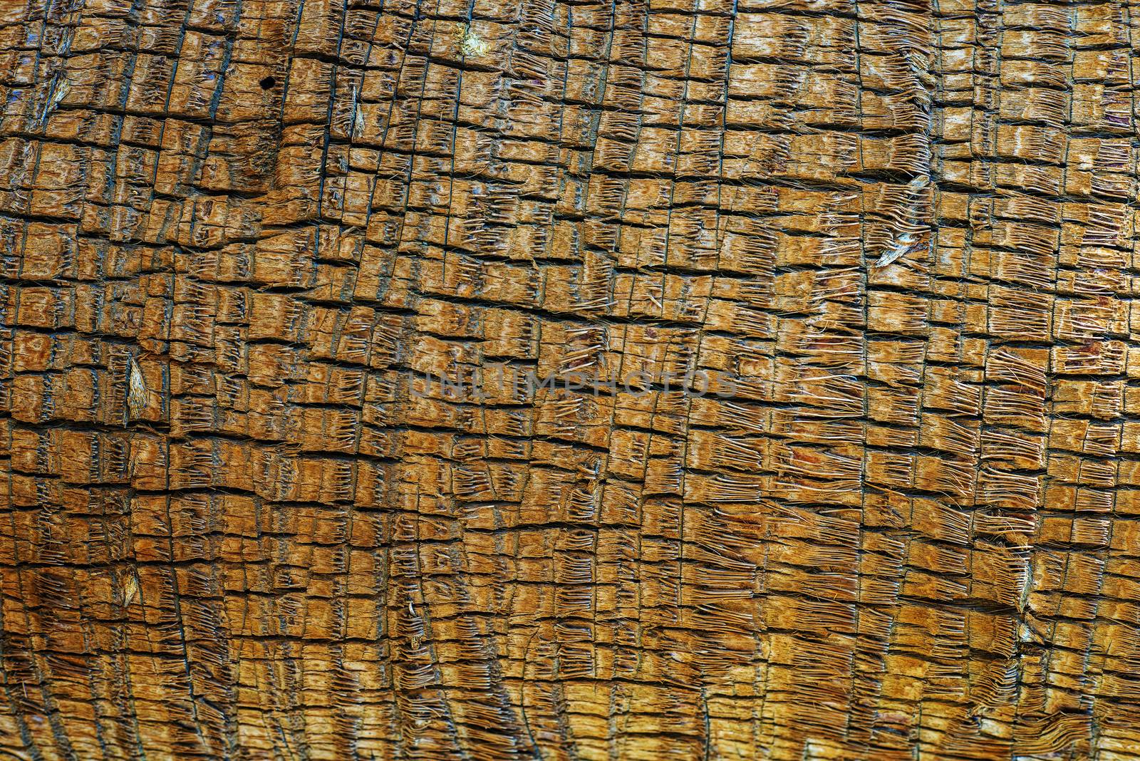 Palm Tree Bark Wooden Material Background