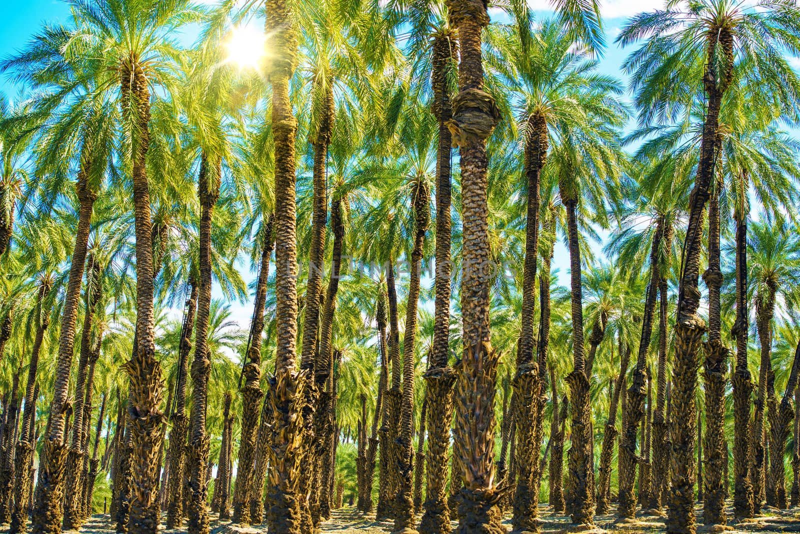 Sunny California Palms Plantation. California Agriculture Photo.