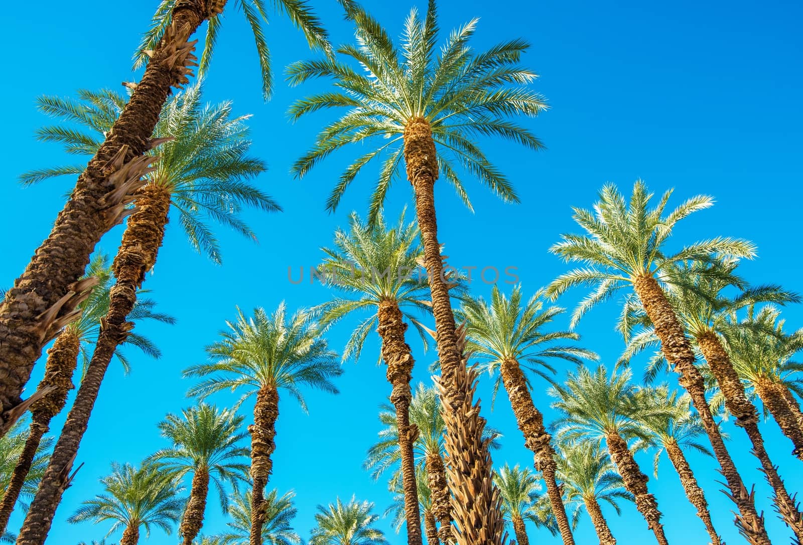 Under the Palms in Coachella Valley California. Palms and the Blue Sky.