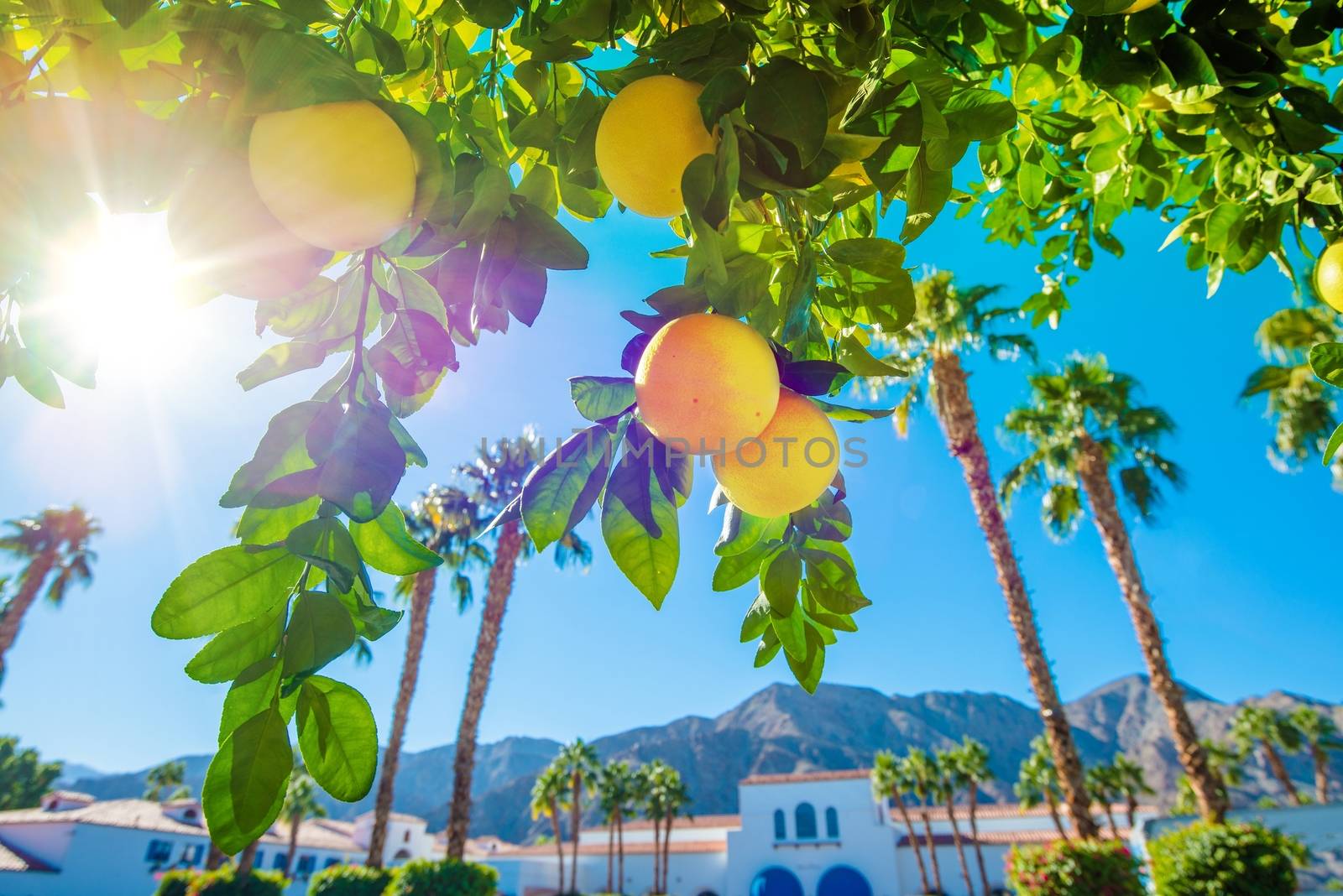 Welcome in California. Sunny California Landscape, Palms and Orange Tree.