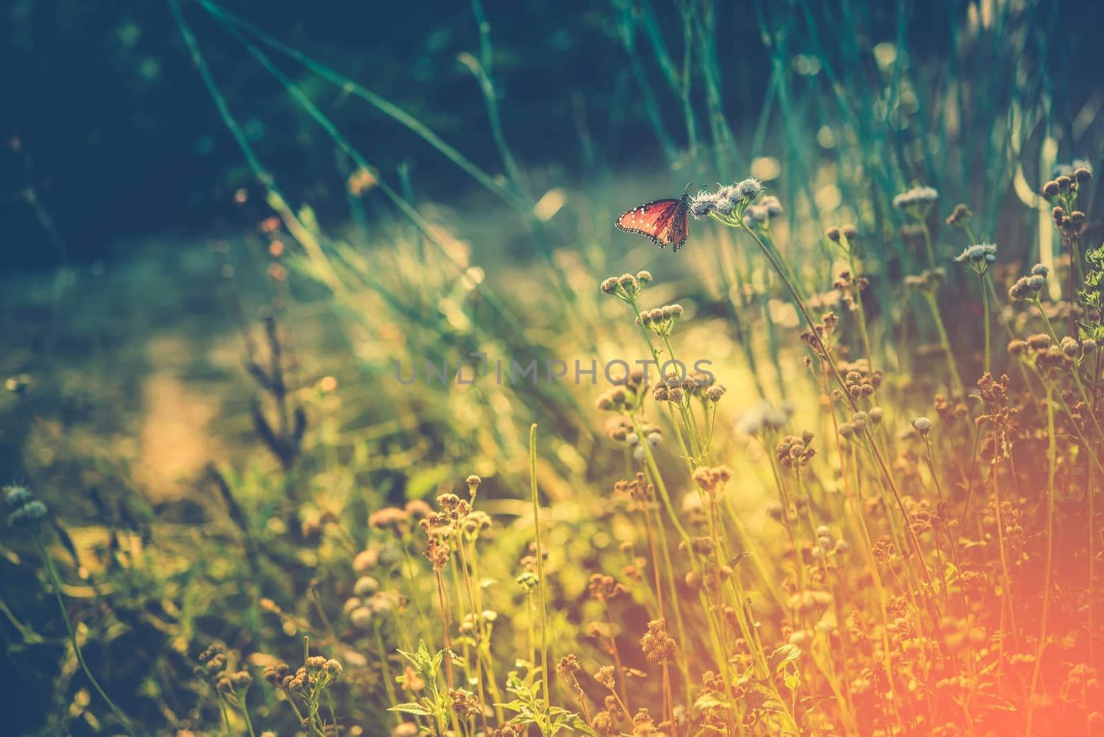 Summer Meadow with Monarch Butterfly Resting on Wildflower. Wild Meadow Nature Background