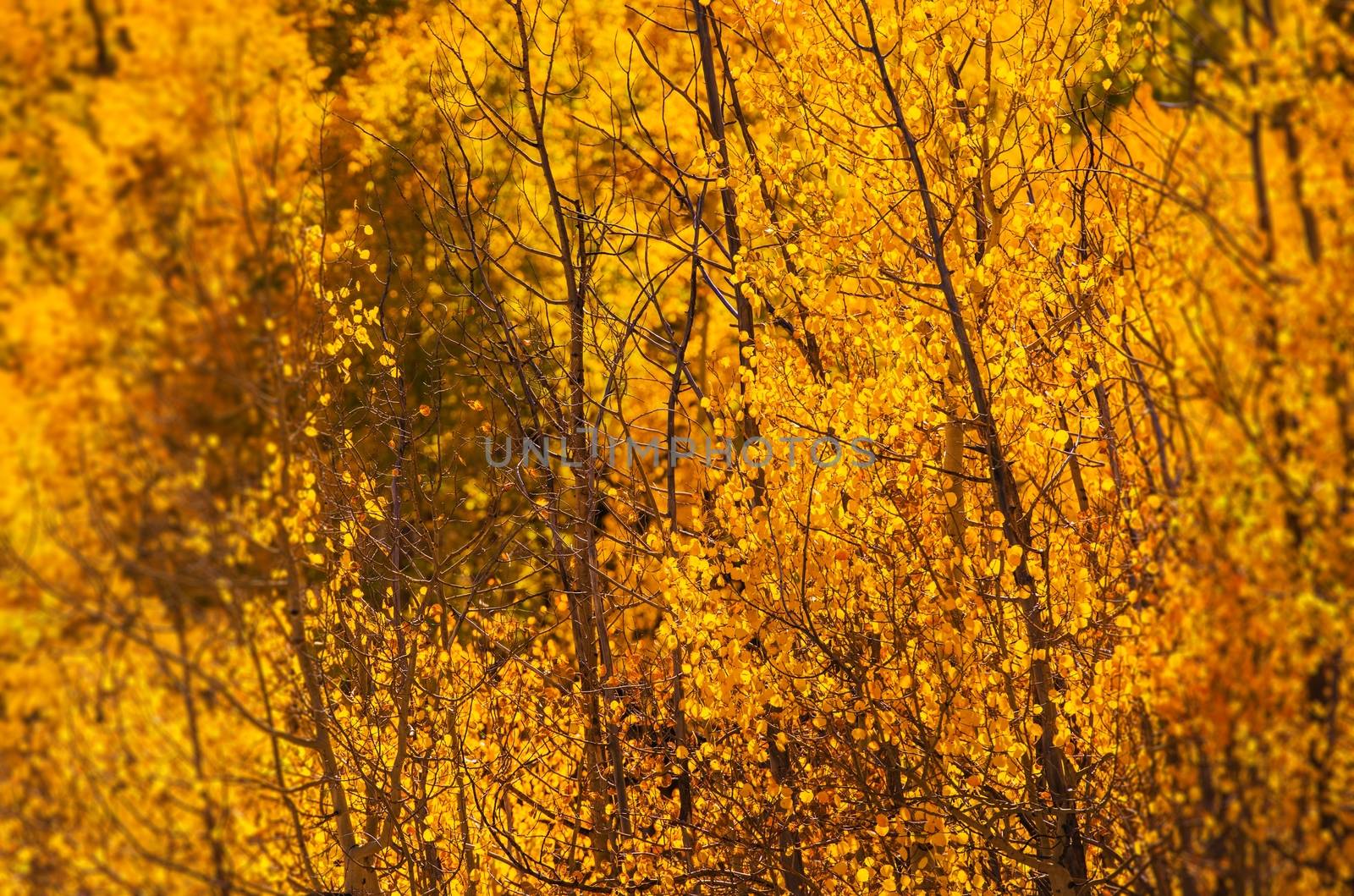 Yellow Aspen Trees . Colorado October Foliage.