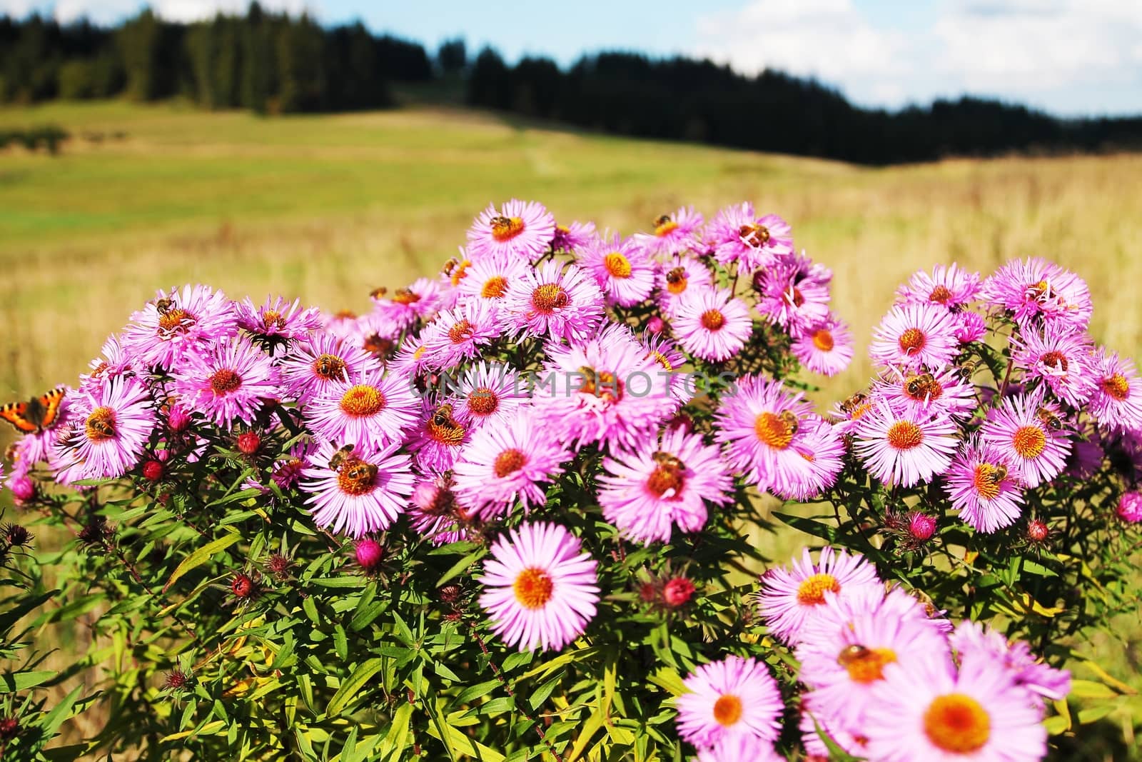 Wild Flowers Meadow. Pinky Wild Flowers on the Large Meadow.