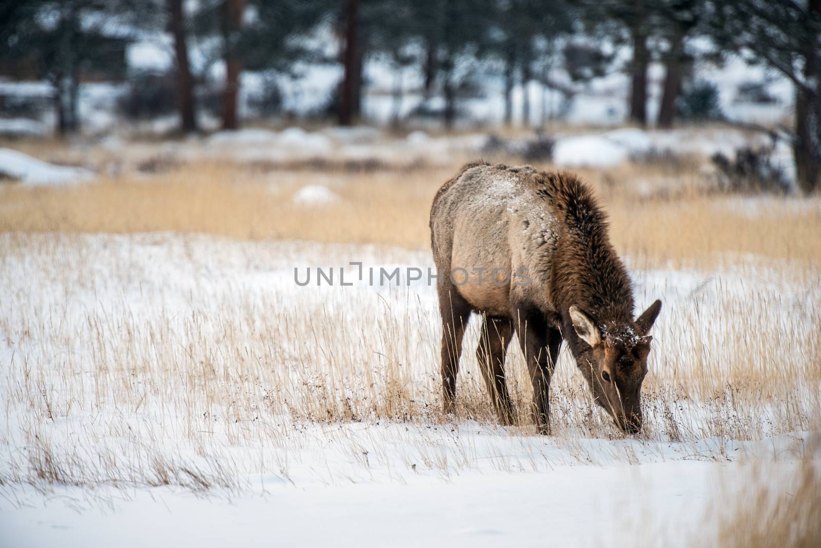 Young Elk in Winter Eating Dry Grass. Colorado Elk.