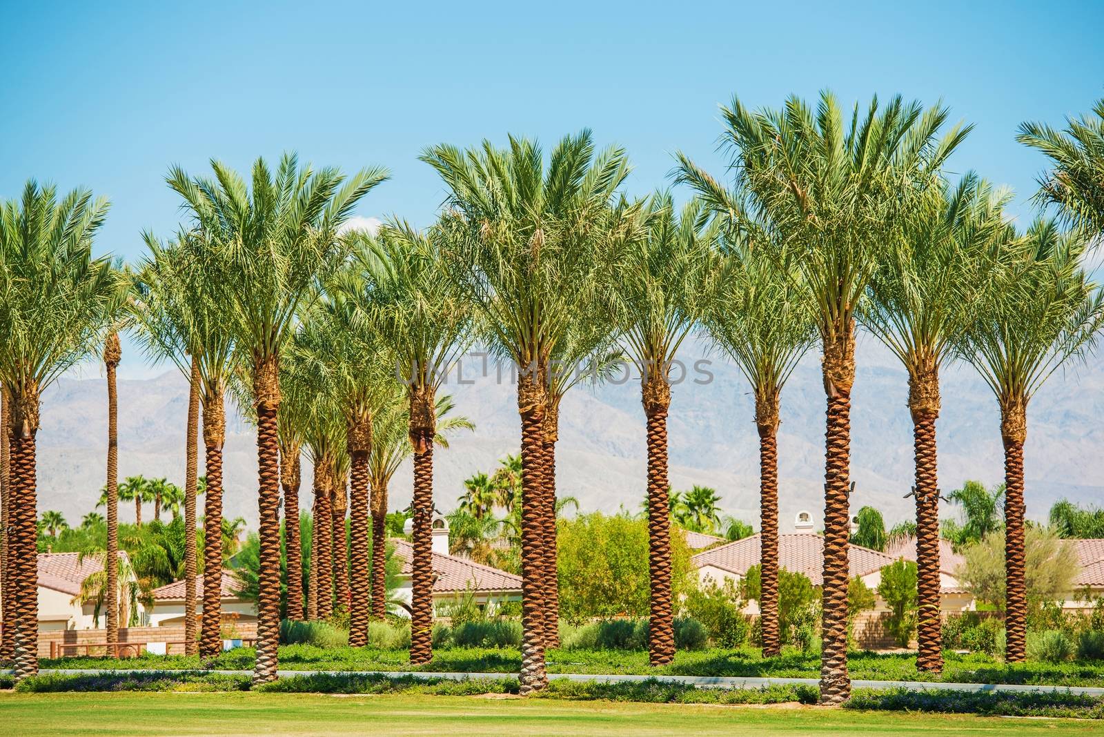 Indian Wells California USA. Residential Area and the Palm Trees.