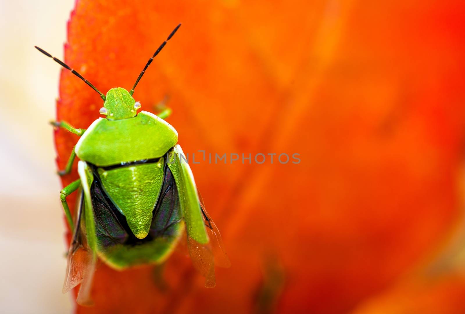 Stink Bug Closeup. Green Stink Bug on the Red Leaf Macro Photography.