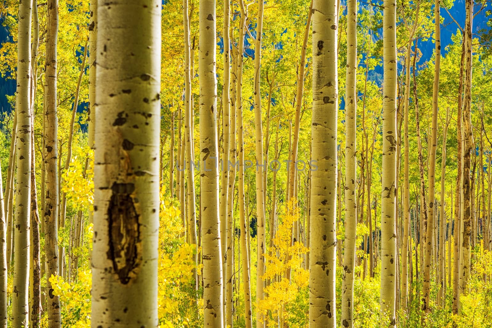 Aspen Trees Forest near Aspen, Colorado, United States. Autumn Foliage.