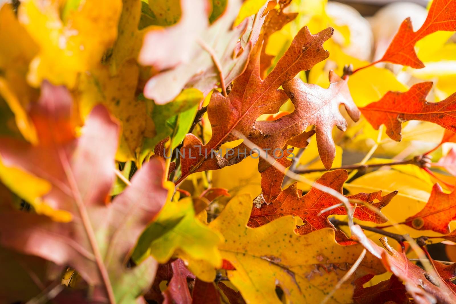 Colorful Fall Leaves Closeup Photography. Autumn Theme.