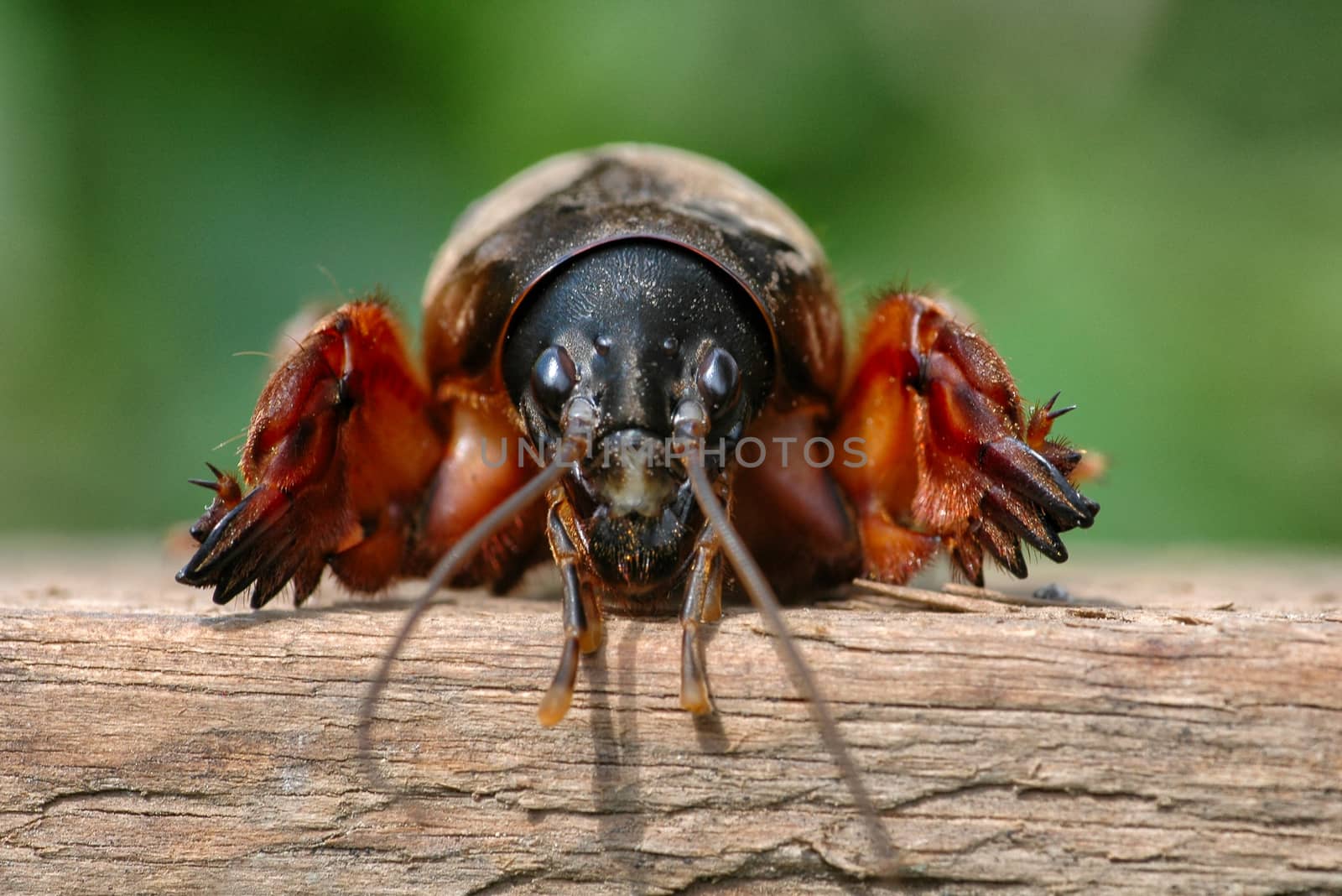 mole cricket Gryllotalpa gryllotalpa at the surface , close-up , front view