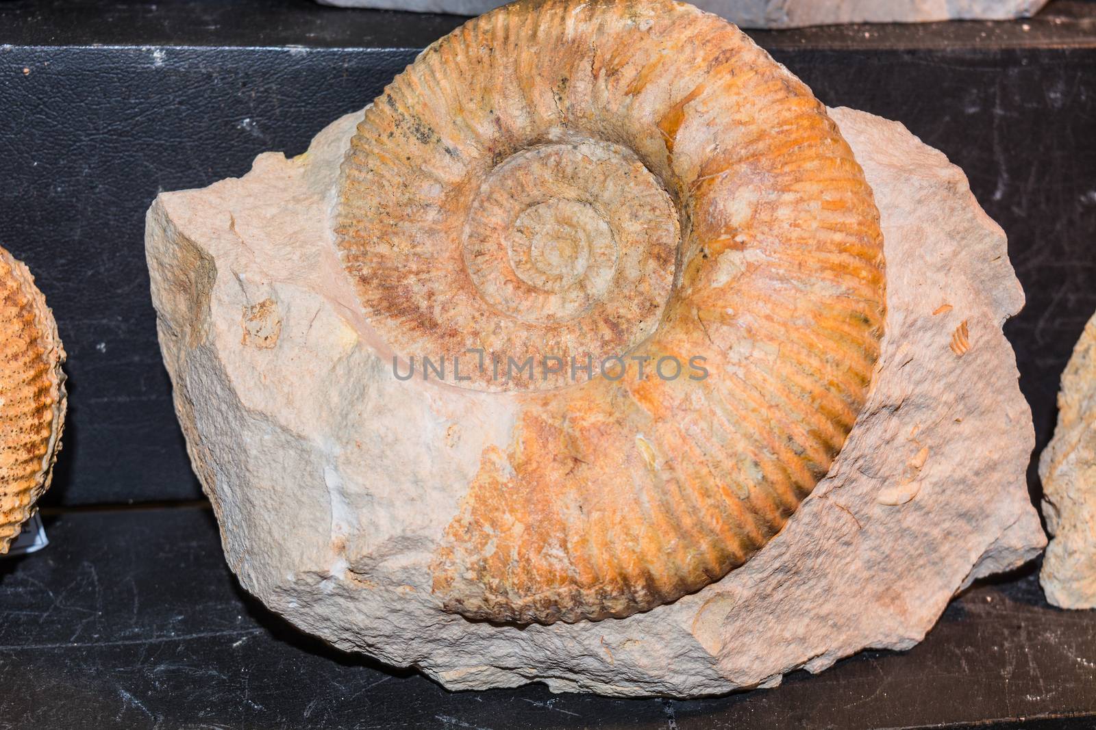 Closeup Ammonite fossil in a limestone slab.