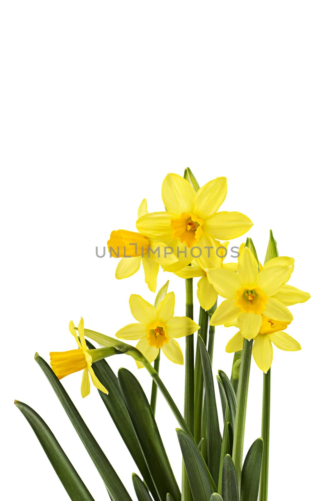 Yellow daffodils on a white background