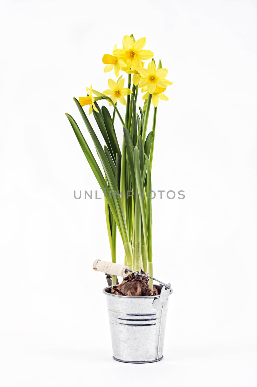 Yellow daffodils in a pot on a white background