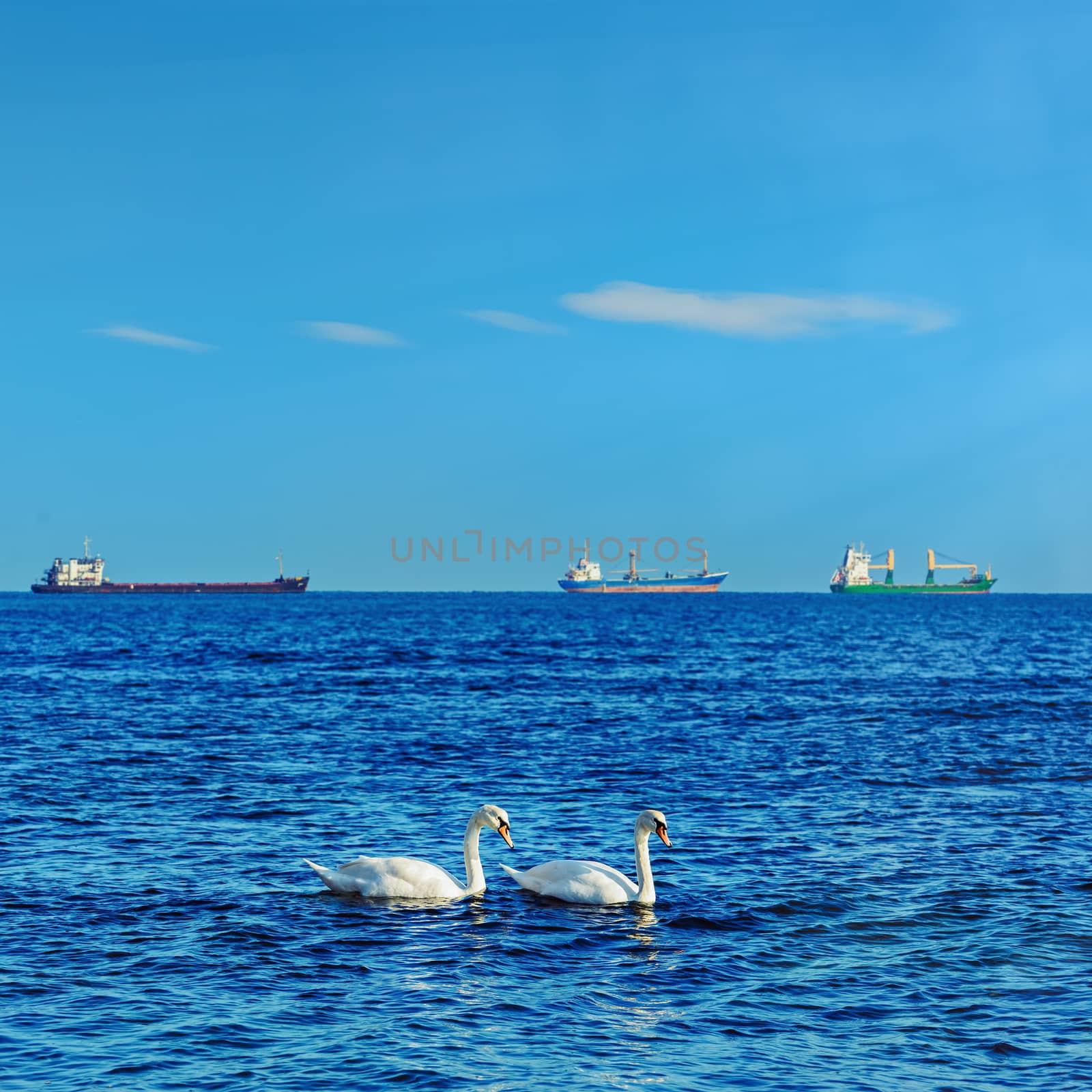 White Swans in front of the Ships in the Black Sea 