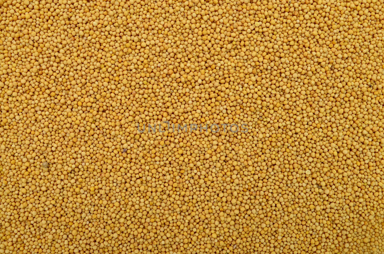 yellow mustard seeds texture food ingredient background