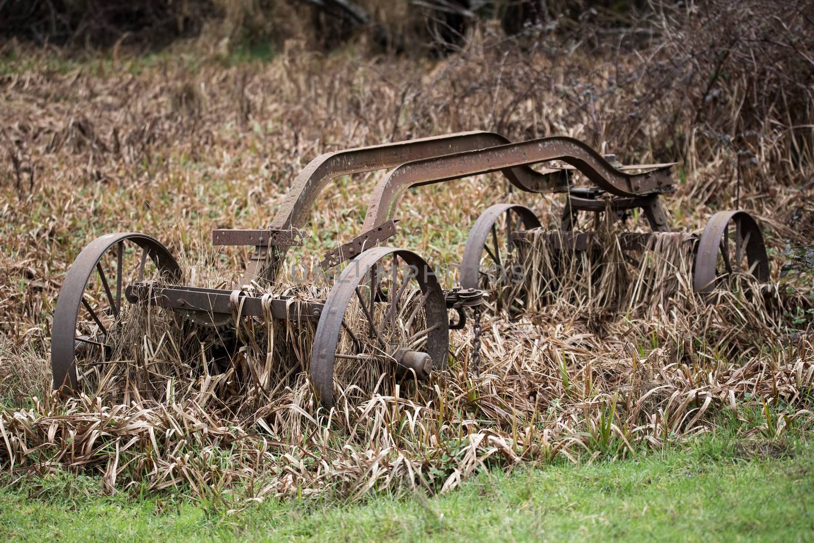 Overgrown and Rusty Cart, Color Image, USA