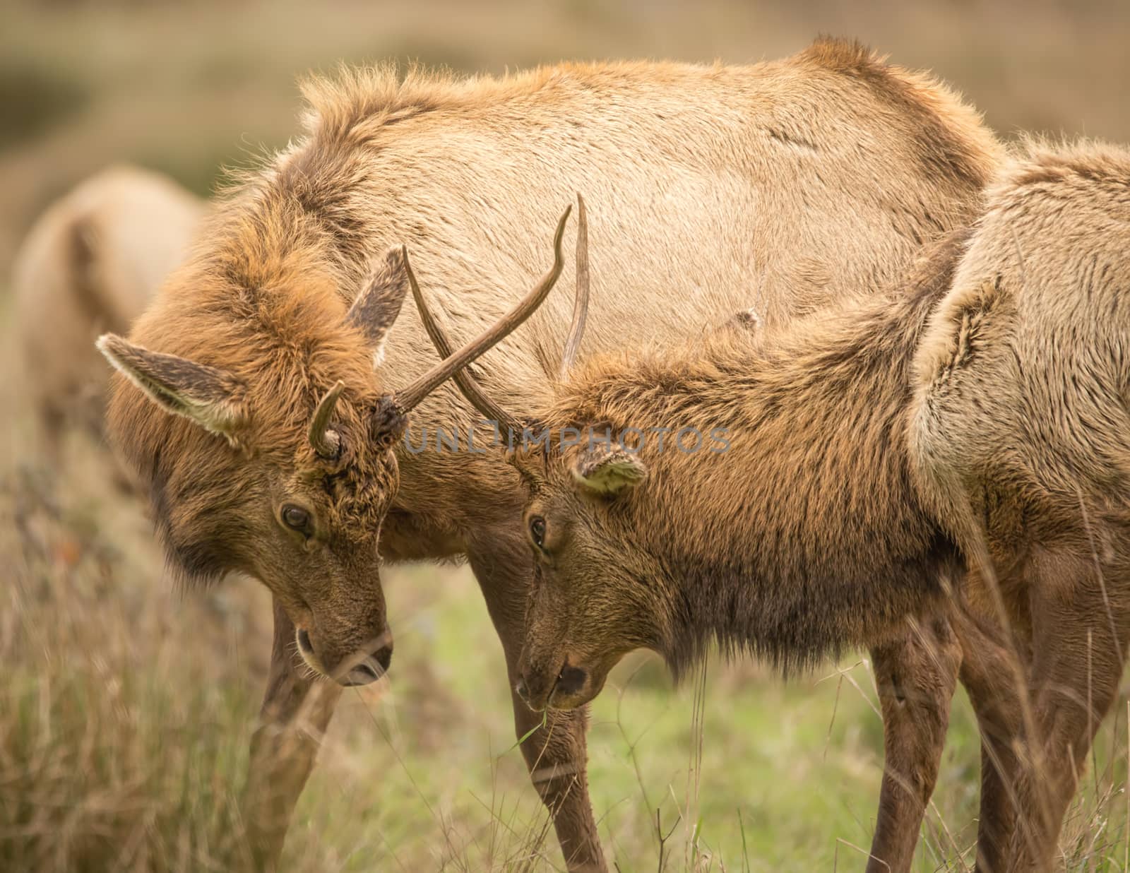 Elk, Juvenile Male, Color Image, California, USA  by backyard_photography