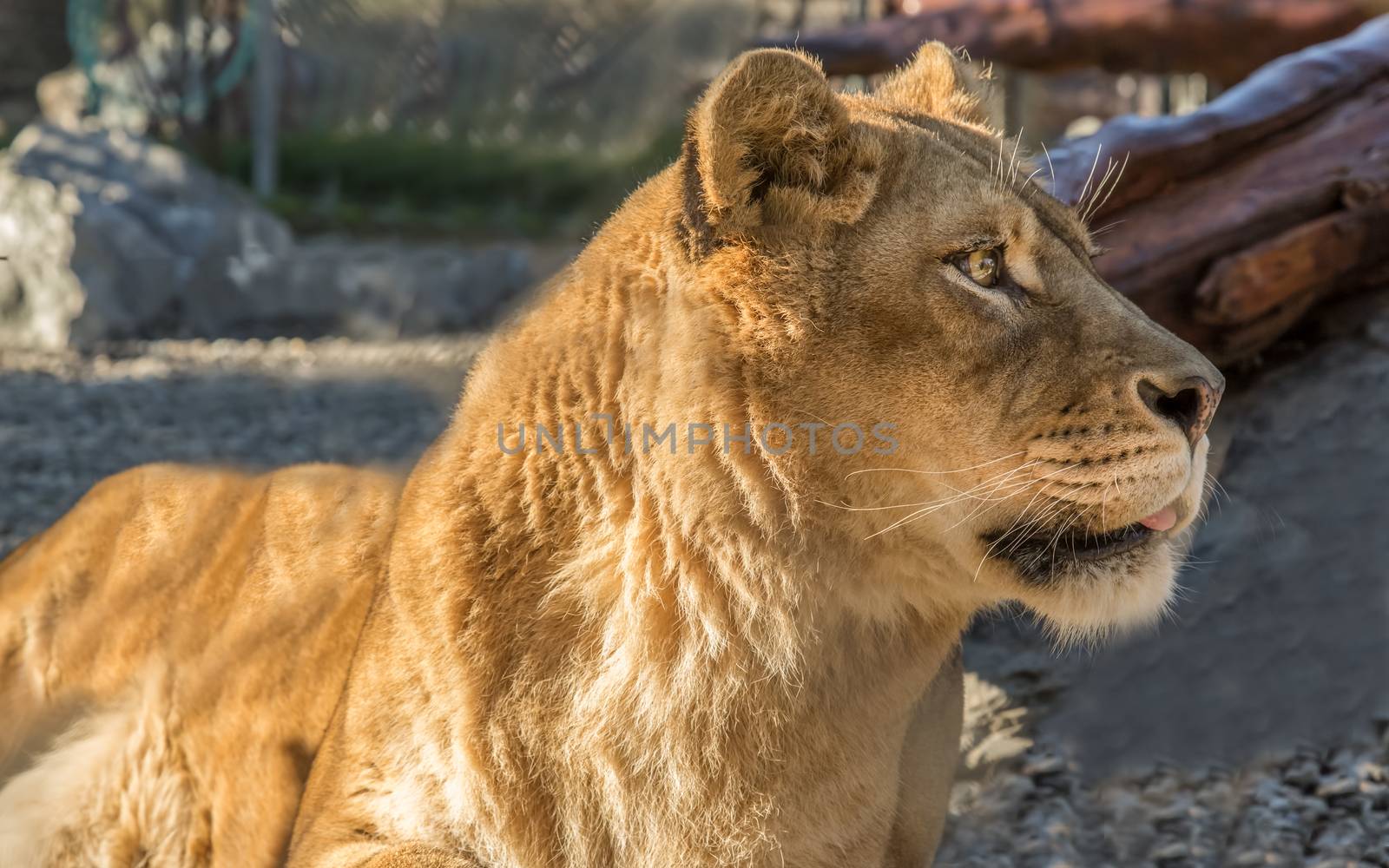 Close-up portrait of a female lion. Color image.