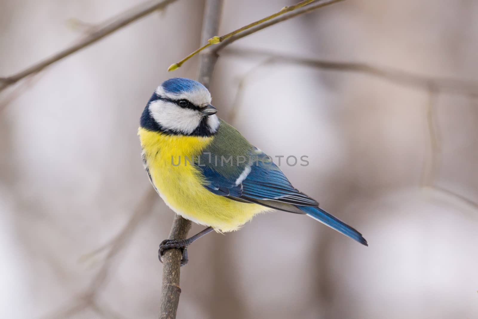 bird on the branches by AlexBush