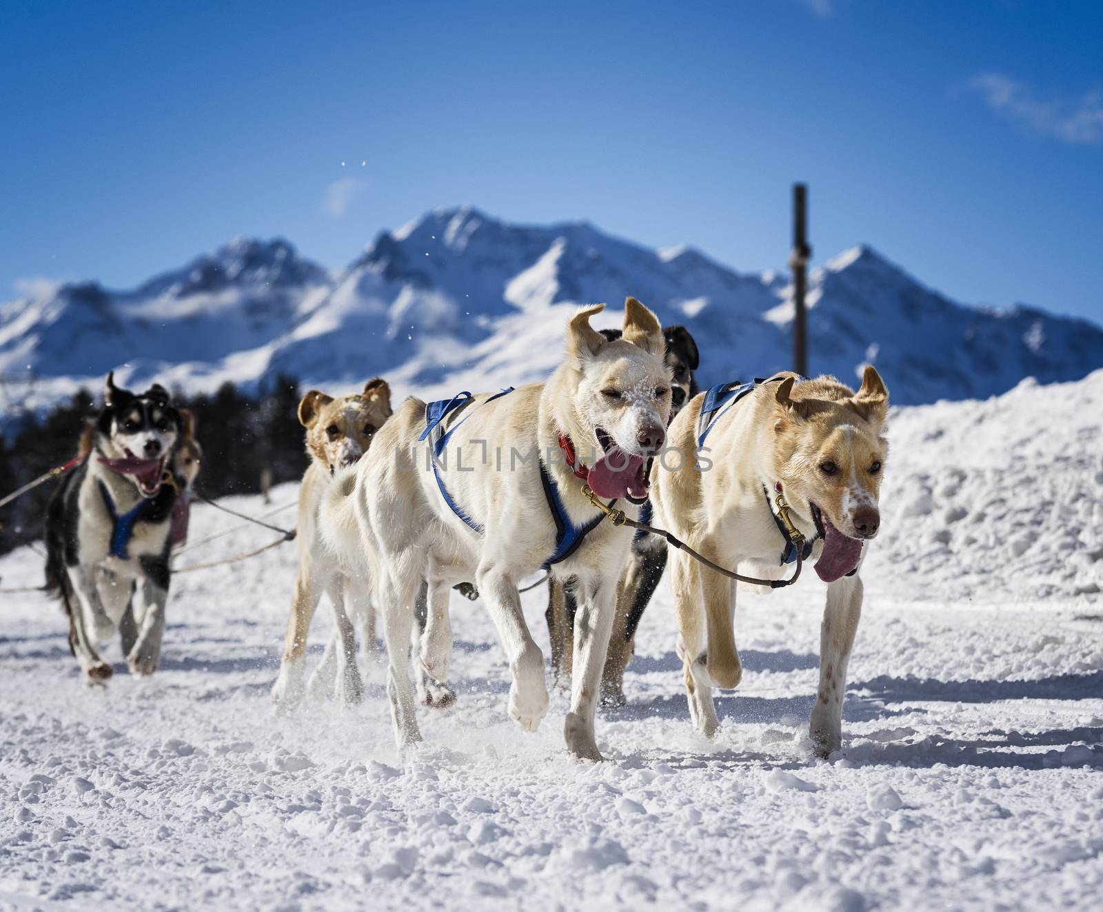 sportive dog team is running in the snow