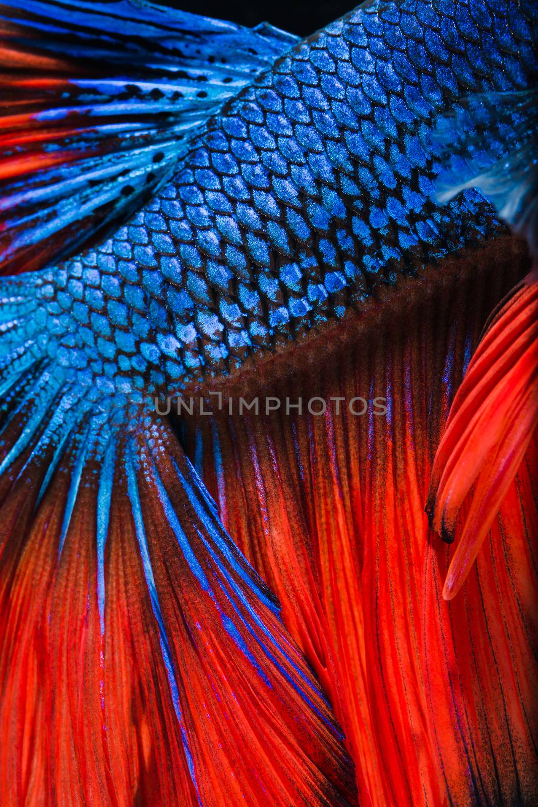 Betta fish, siamese fighting fish, betta splendens  isolated on black background