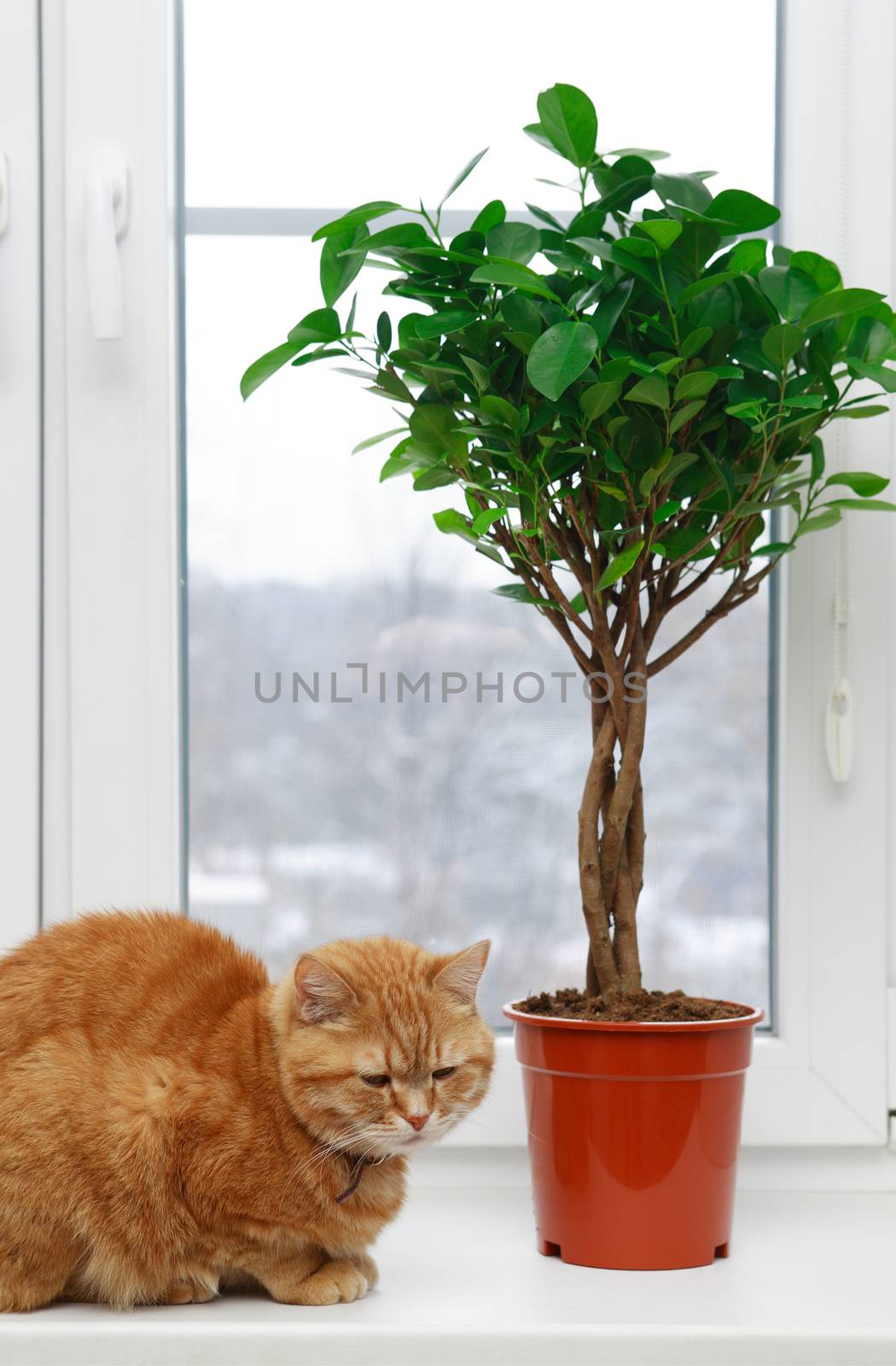 Ginger domestic cat near flower pot on windowsill