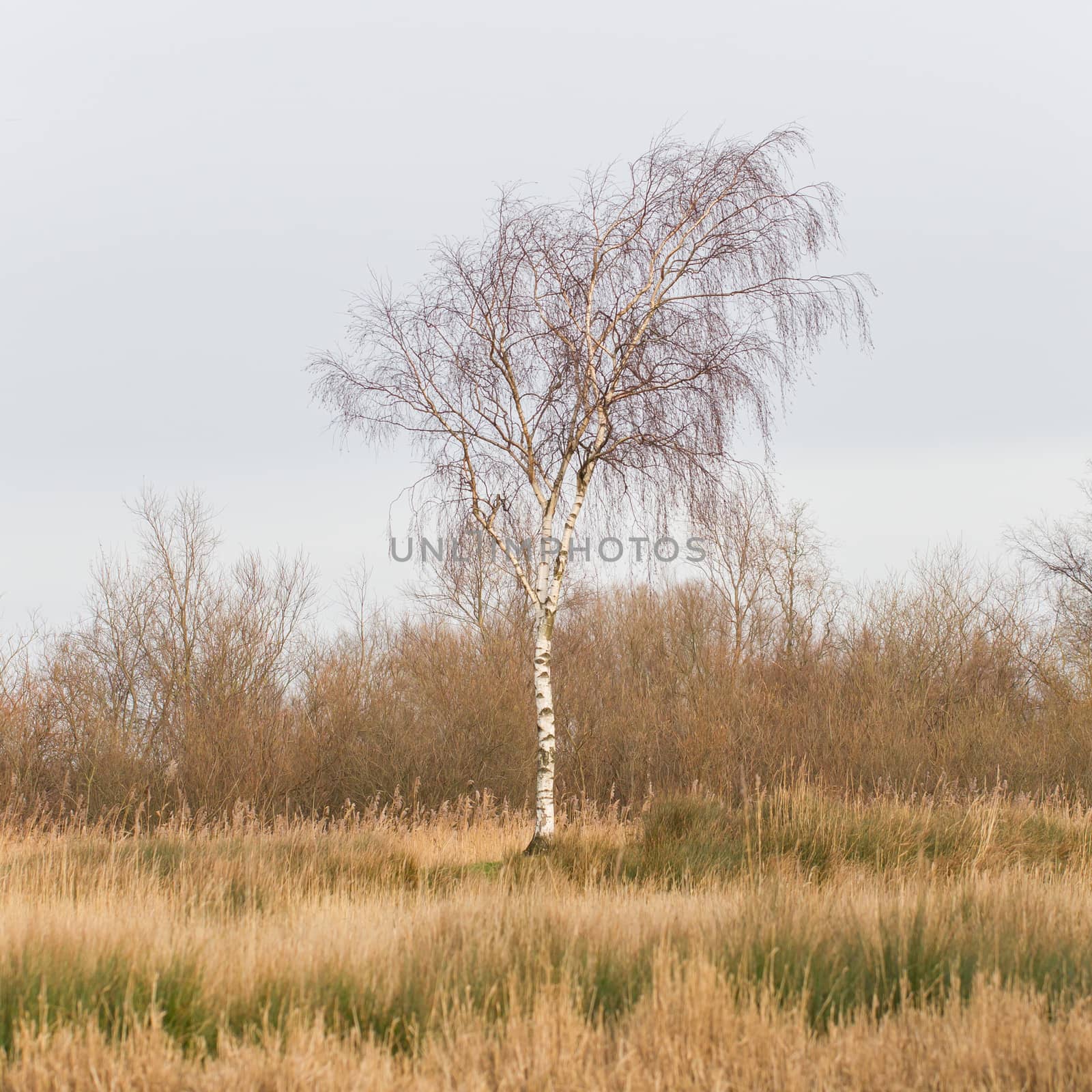Bare Silver birch (Betula pendula)  by michaklootwijk