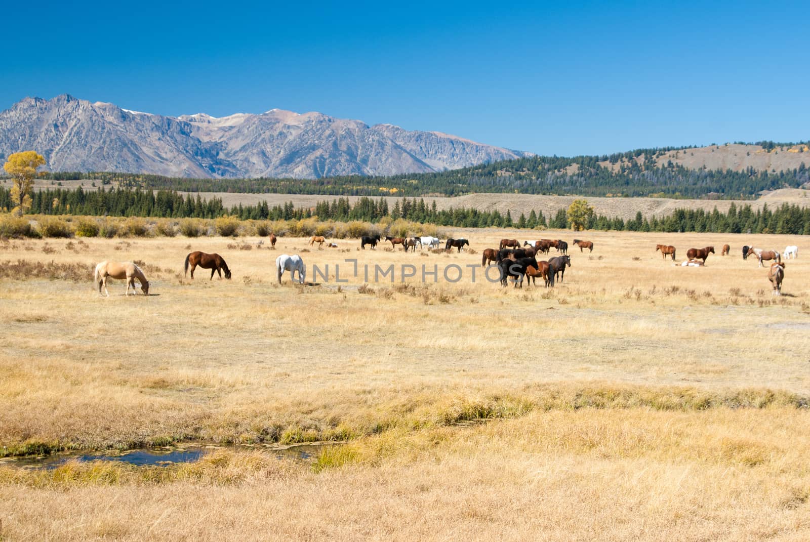 Herd of horses in Wyoming mountain country