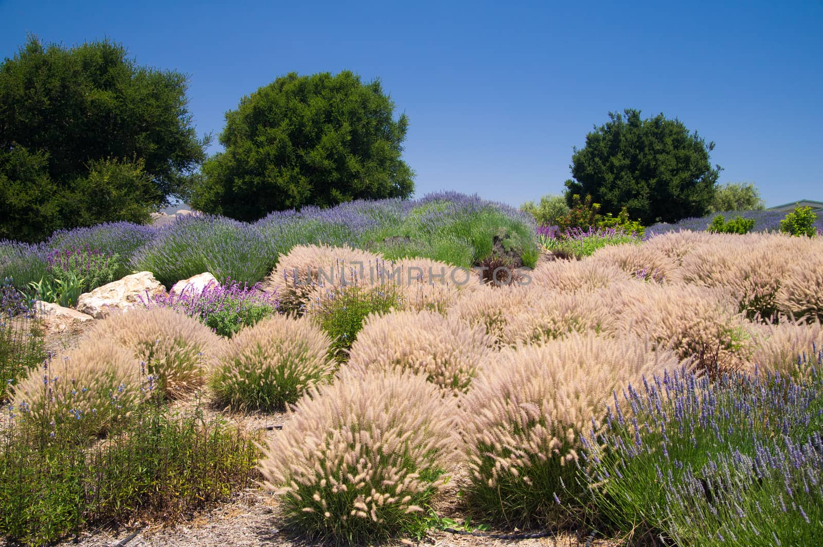 Grasses and flowers of California in Summer