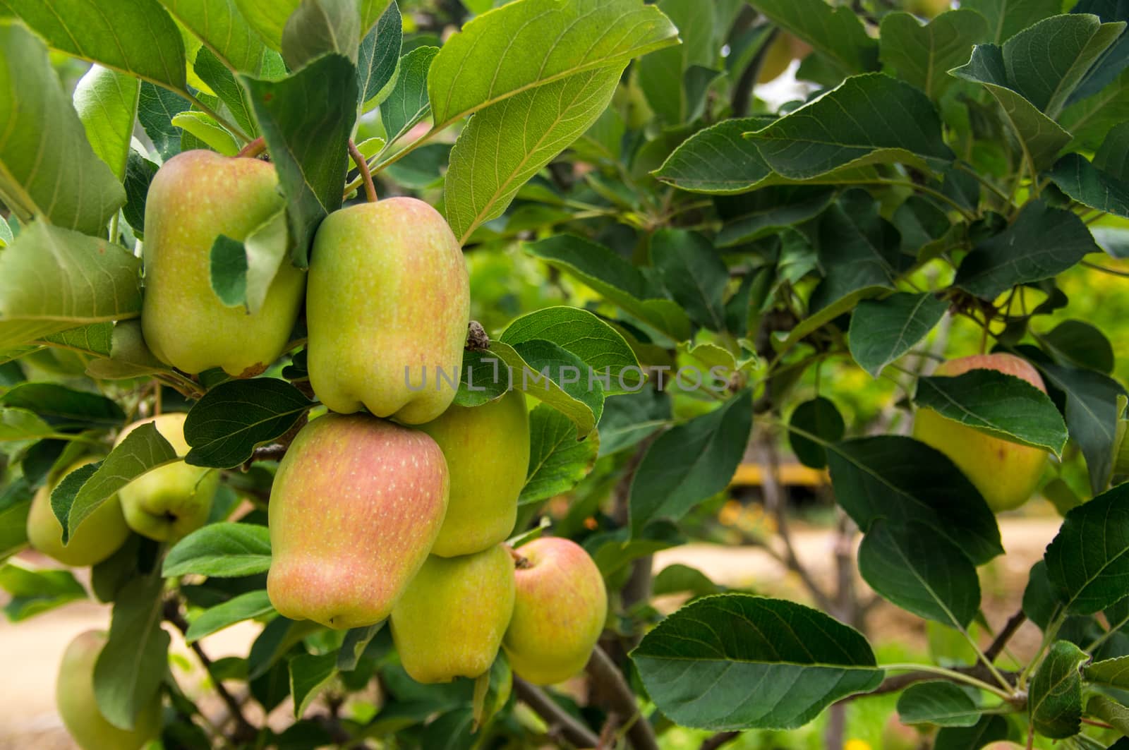 Apple crop in California