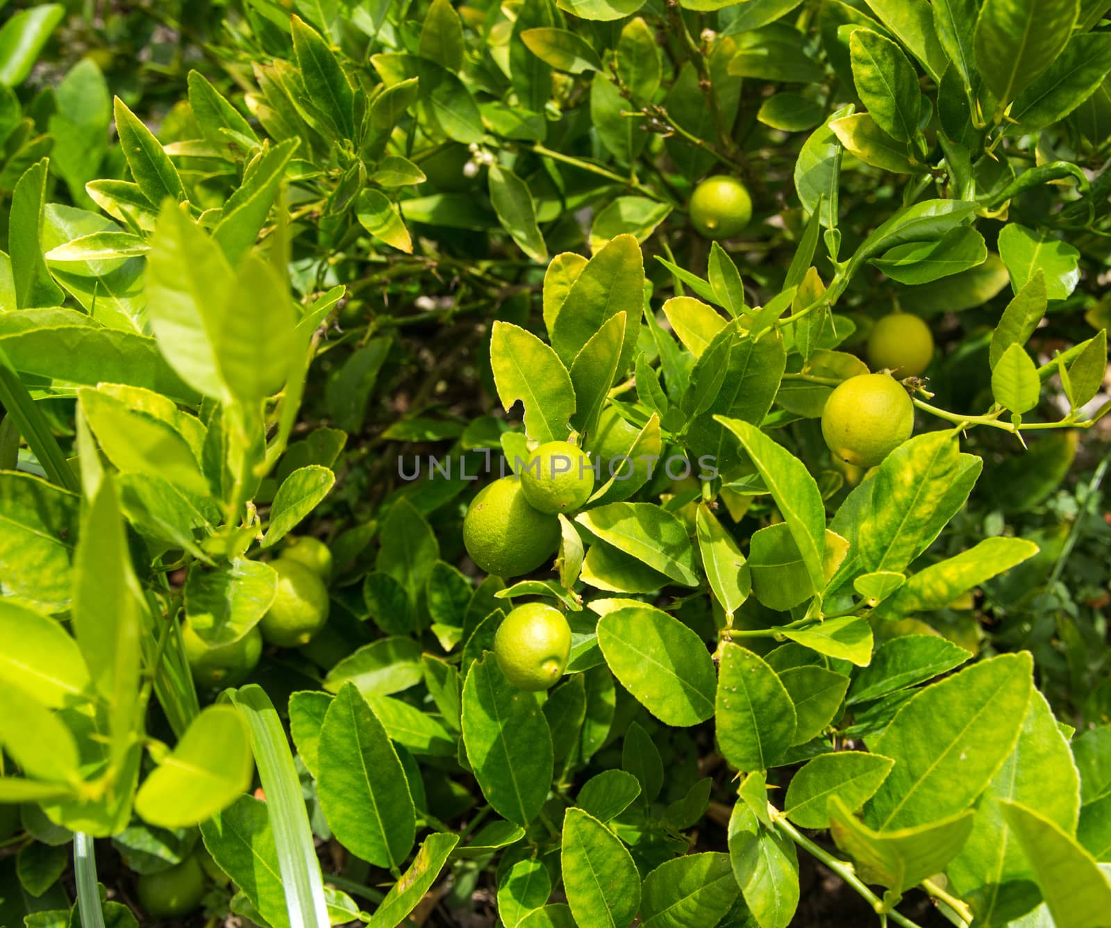 Fresh green Limes by emattil