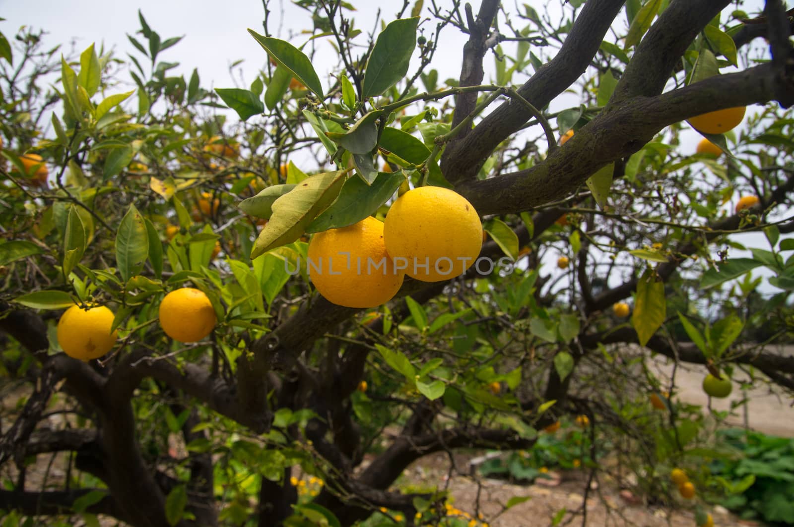 Ripe oranges on tree in California