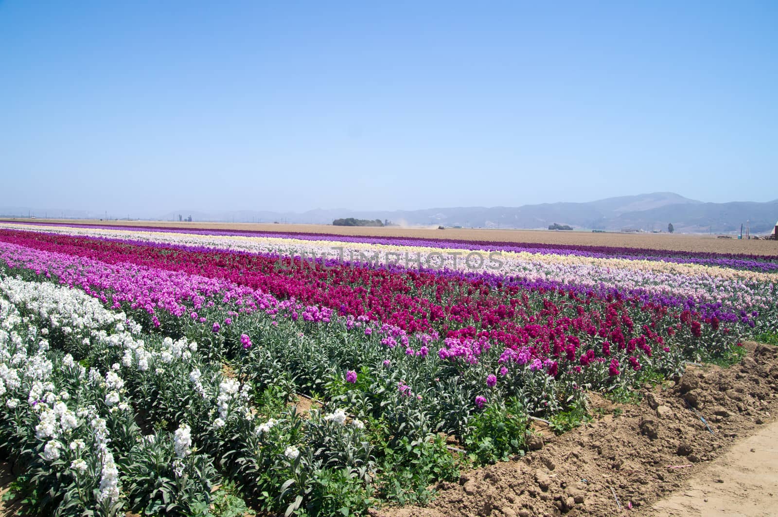 Rows of flowers growing in California by emattil
