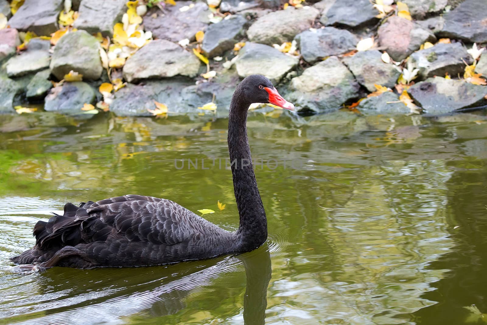 Black swan on the water in the wild