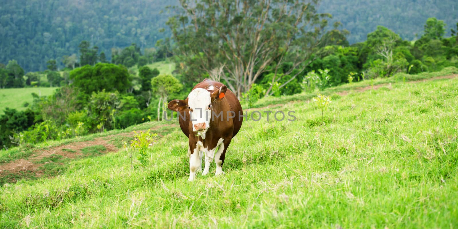 Cow in the paddock during the day in Queensland
