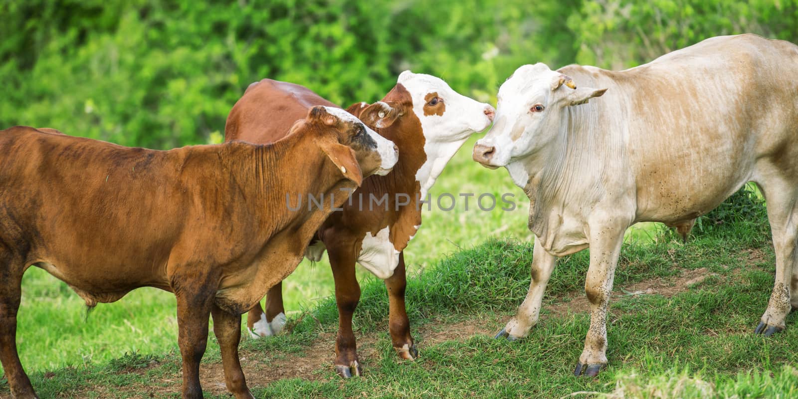 Cows in the paddock during the day in Queensland