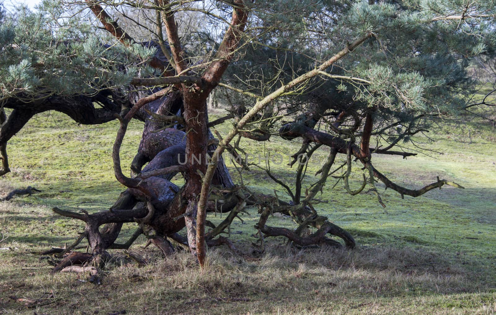 big old spruce with big thick twisting the trunk and branches