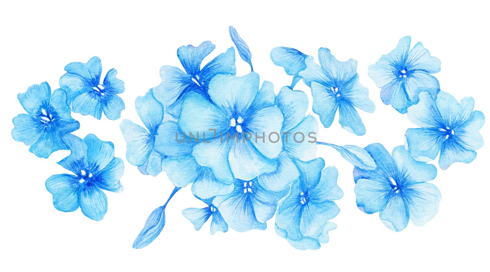 Hand-painted botanical painting with phlox isolated on white background