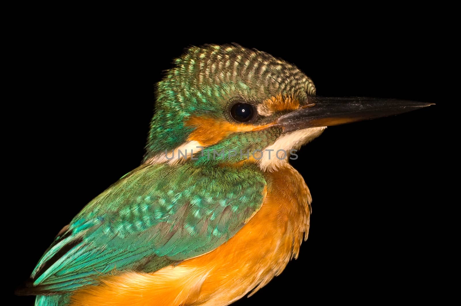 Bird Kingfisher Alcedo Atthis on a black background