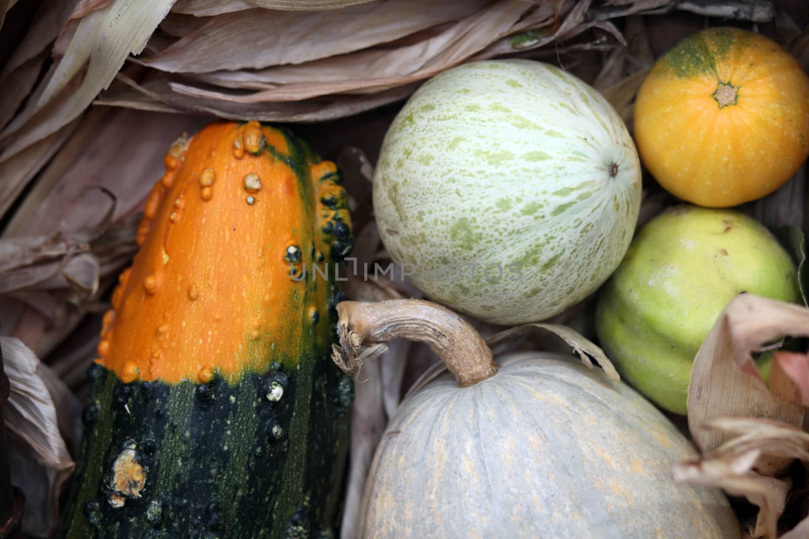 Autumn Harvest